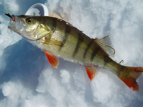 Vinterfisk