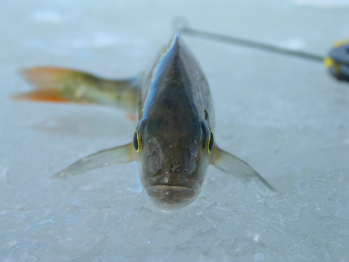 Vinterfisk