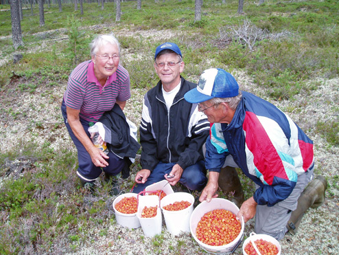 Hjortronplockare